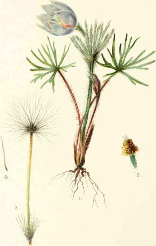 1878 Pasque flower botanical illustration.
